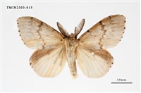 藏品(木毒蛾)的圖片